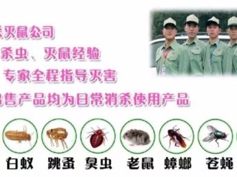 专业灭鼠消杀与白蚁防治服务 全面守护您的商业与工业环境