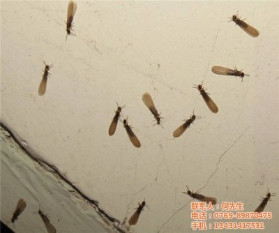 工厂白蚁防治的重要性与高效服务策略